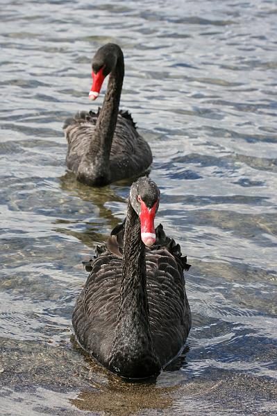 2007 04 17 Rotorua 012_DXO.jpg